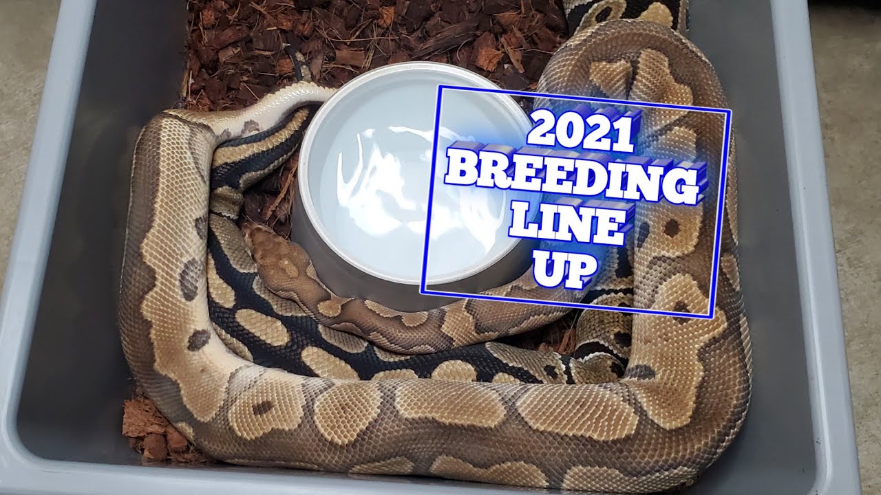 2021 BREEDING LINE UP - YouTube