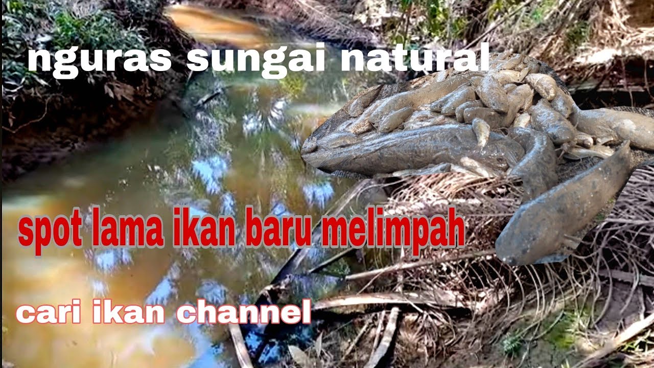 KALAU TIDAK DI KURAS MUNGKIN TIDAK AKAN MENDAPAT IKAN SEBANYAK INI