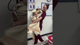 My dog just came out of anesthesia...#dogs #petfails  #anesthesia #funnyanimals  #dopelyrics