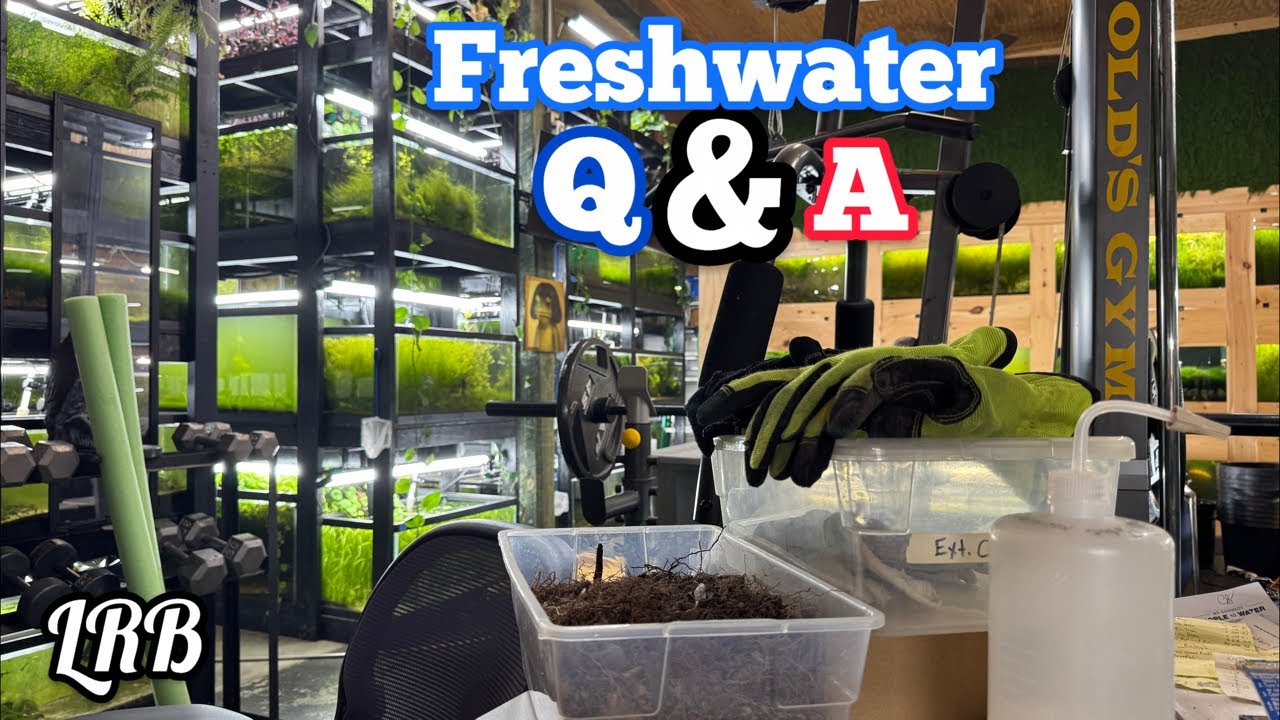 Aquarium Keeping Freshwater Fish Shrimp Plants and More!
