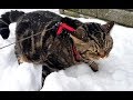 Реакция кота на первый снег; Cat's reaction to the first snow