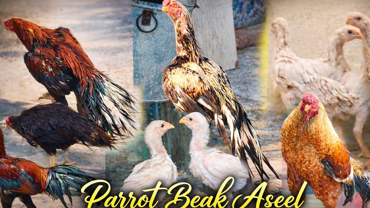 Parrot beak Aseel chicks and Eggs for sale in Hyderabad ❤️‍🔥