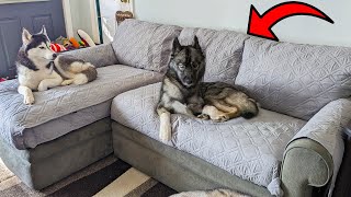Keep Your Sectional Sofa Protected With THIS Couch Cover