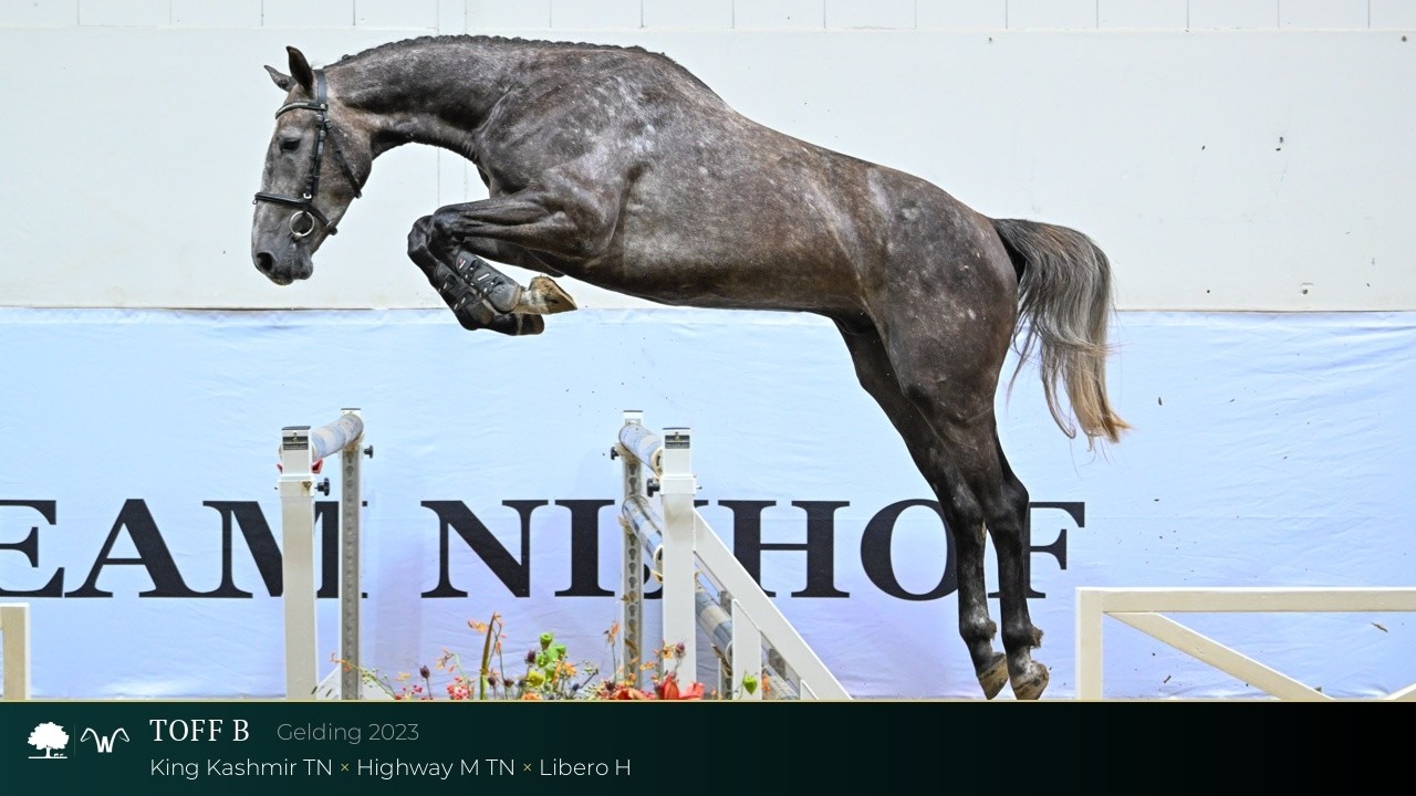 21 Toff B (King Kashmir TN x Highway M TN) gelding, 2023 - TN x WS