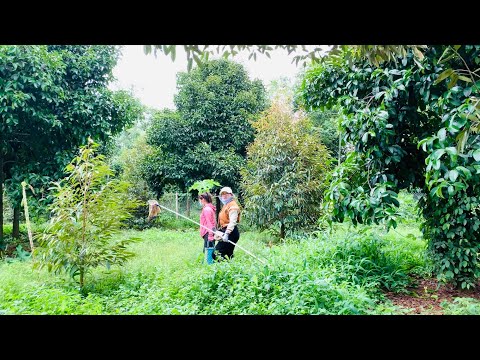 Video ☘️ Bán 5 Sào Vườn Măng Cụt Sầu Riêng Có Thổ Cư || Ấp... - youtube