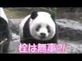 シャンシャンの栓抜き！　cuteanimals