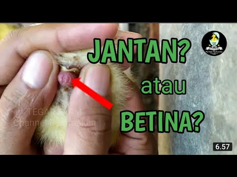 Cara bedakan anak bebek jantan dan betina. part 1