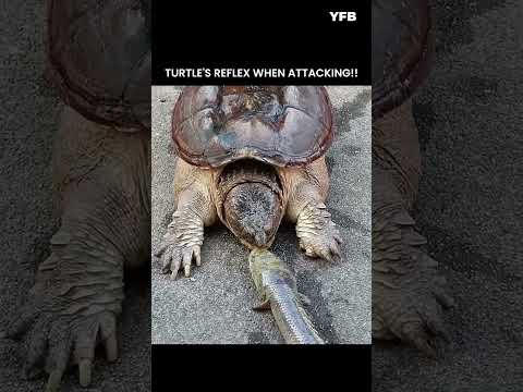 TURTLE REFLEX VS