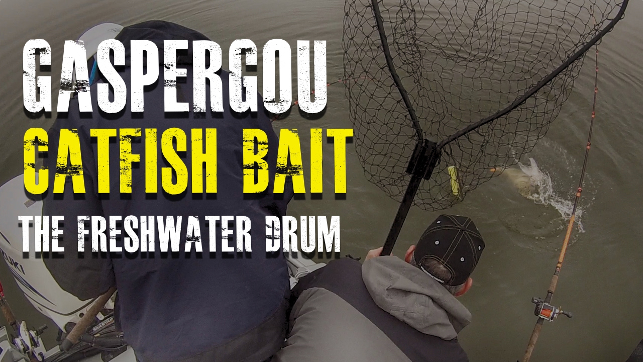 Gaspergou Catfish Bait [The Freshwater Drum]