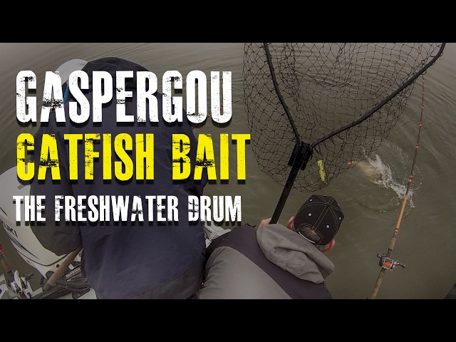 Gaspergou Catfish Bait [The Freshwater Drum] 