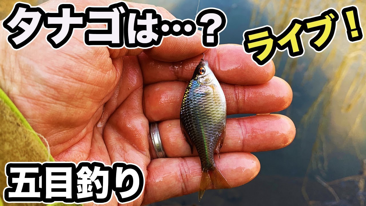 ライブ】 今日はタナゴ釣れるかな⁉️ ポカポカ陽気に誘われてバイクで