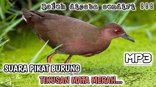 ✓ Suara pancingan pikat burung TIKUSAN mata merah jernih dan nyaring/burung TIKUSAN sawah