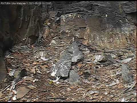 Eifel Great Tit Nest Material Webcam 2021 live cam preview