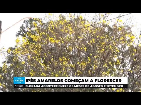 Florada dos Ipês devem acontecer entre os meses de Agosto e Setembro 26 08 2024