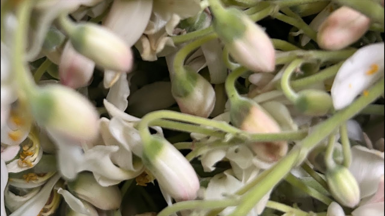 Aarti Chauhan #live 430🌺 #afternoon #nature #flowers #february2026