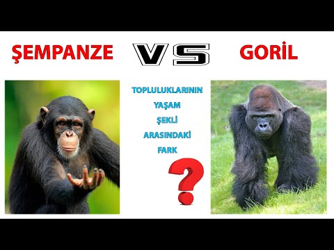 Şempanze ve Goril Topluluklarının Yaşam Şekli Arasındaki Fark?