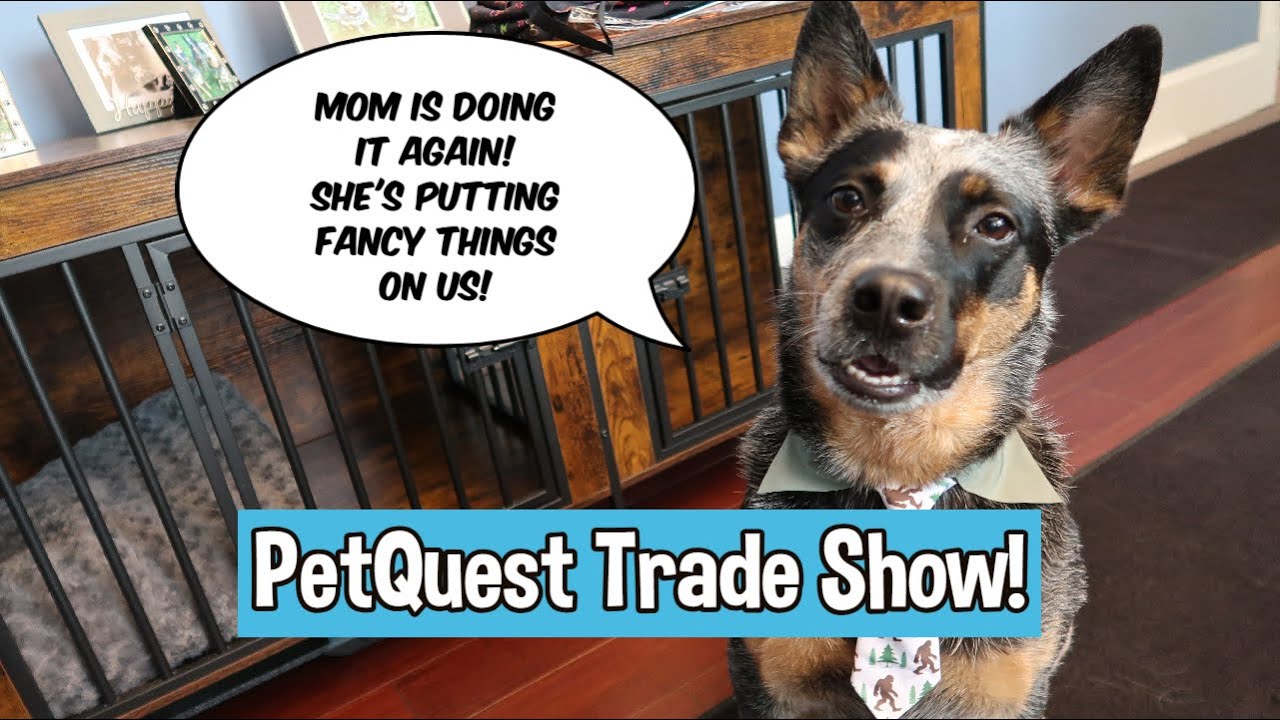 Fun Times At PetQuest!  ~ Wag'n Tails Mobile Grooming Van ~ Kenchii Shears