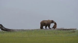 Sow and cub play at Hallo Bay
