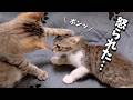 下半身麻痺の子猫にお部屋をプレゼントしたら嬉しすぎて大はしゃぎしっちゃった結果こうなりました