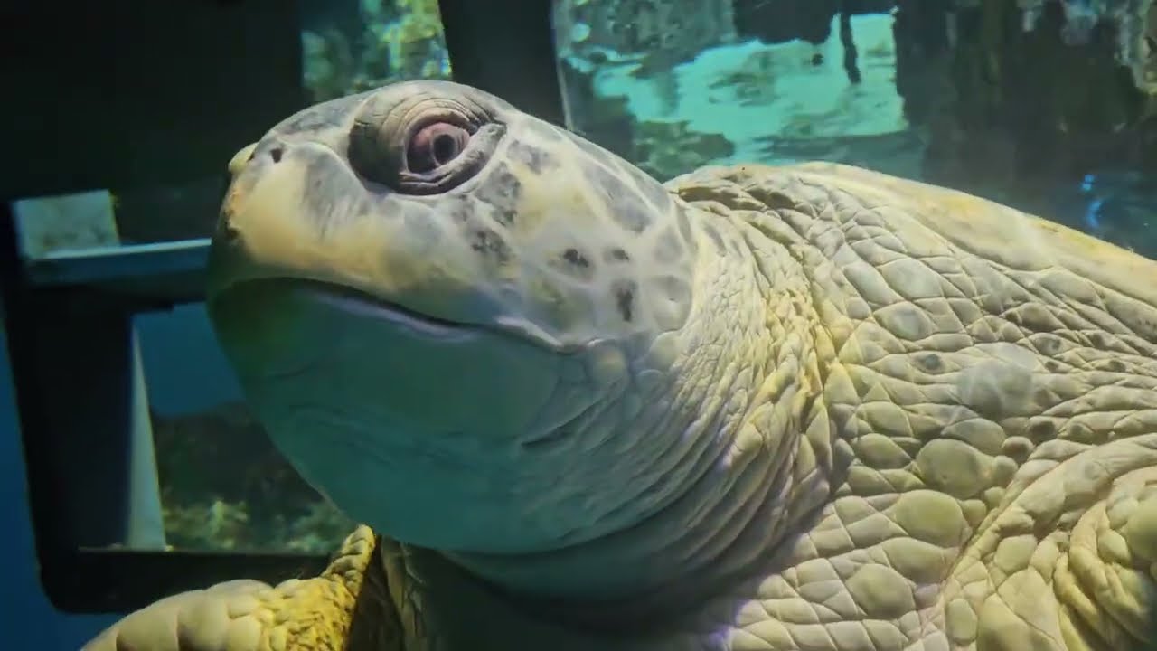 Myrtle And Friends Up Close