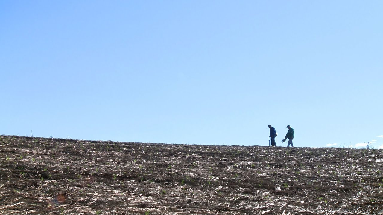 SPDH Plantio direto de hortaliças