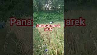 panasnya ngarek padih#petani