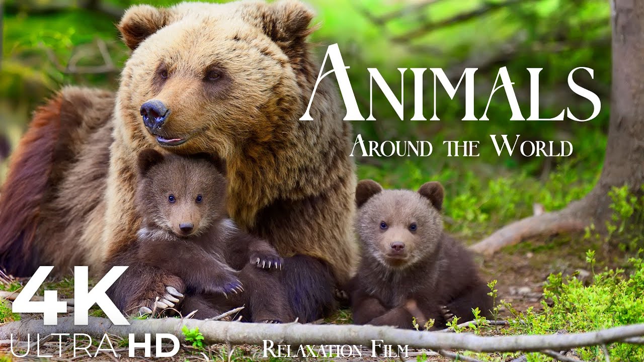 Cute Animals 4K  Animal Families   Relaxation Film by Peaceful Relaxing Music in Video Ultra HD