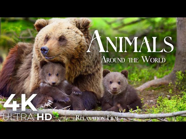 Cute Animals 4K 🌳 Animal Families - Relaxation Film by Peaceful Relaxing Music in Video Ultra HD class=