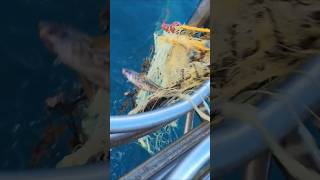 Fishing with nets - Ψάρεμα με δίχτυα [4K - Full tour]