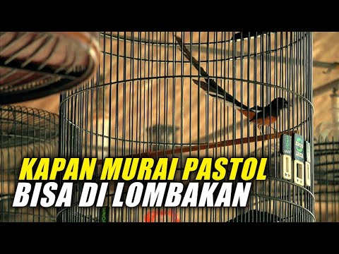 MURAI PASTOL MATERI ISIAN MEWAH SUPER FASIH LAGUNYA