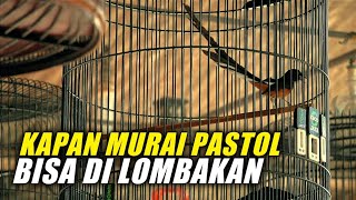 Kapanmurai Batu Pastol Bisa Dan Aman Di Lombakan