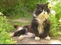 'Henry' the stray cat who lives in my parents shed.