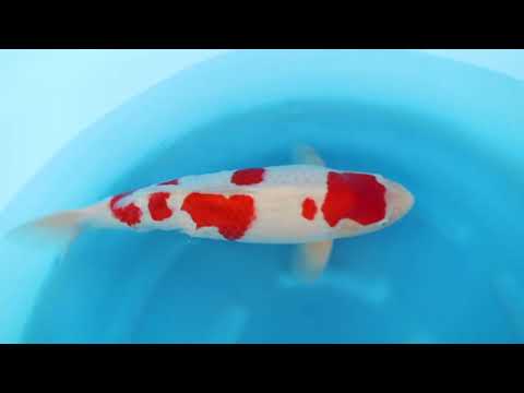 Kohaku by Hoshikin SK 669
