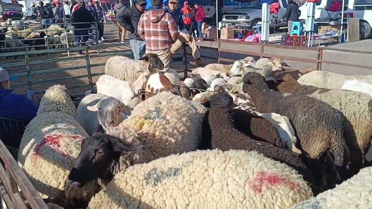 Tianguis de ganado Chalco estado de México 