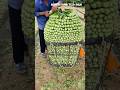 Bok Choy Harvest and Beautiful Basket Arrangement #farminglife #farming #harvesting