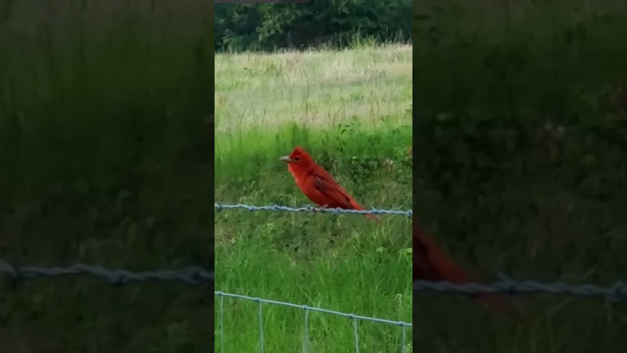 Brilliant Red Visitor: The Summer Tanager Lands at Our Homestead