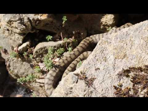 Asp viper (Vipera aspi aspis)
