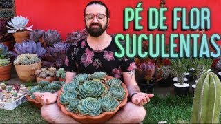 Pé de Flor SUCULENTAS E CACTOS - Viveiro e Jardim - thptnganamst.edu.vn