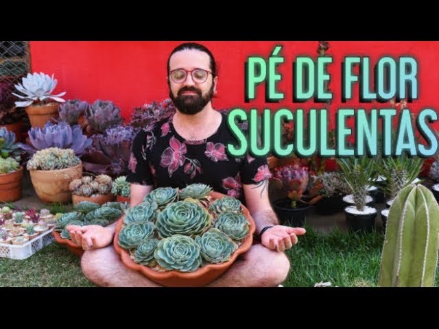 Pé de Flor SUCULENTAS E CACTOS - Viveiro e Jardim - thptnganamst.edu.vn