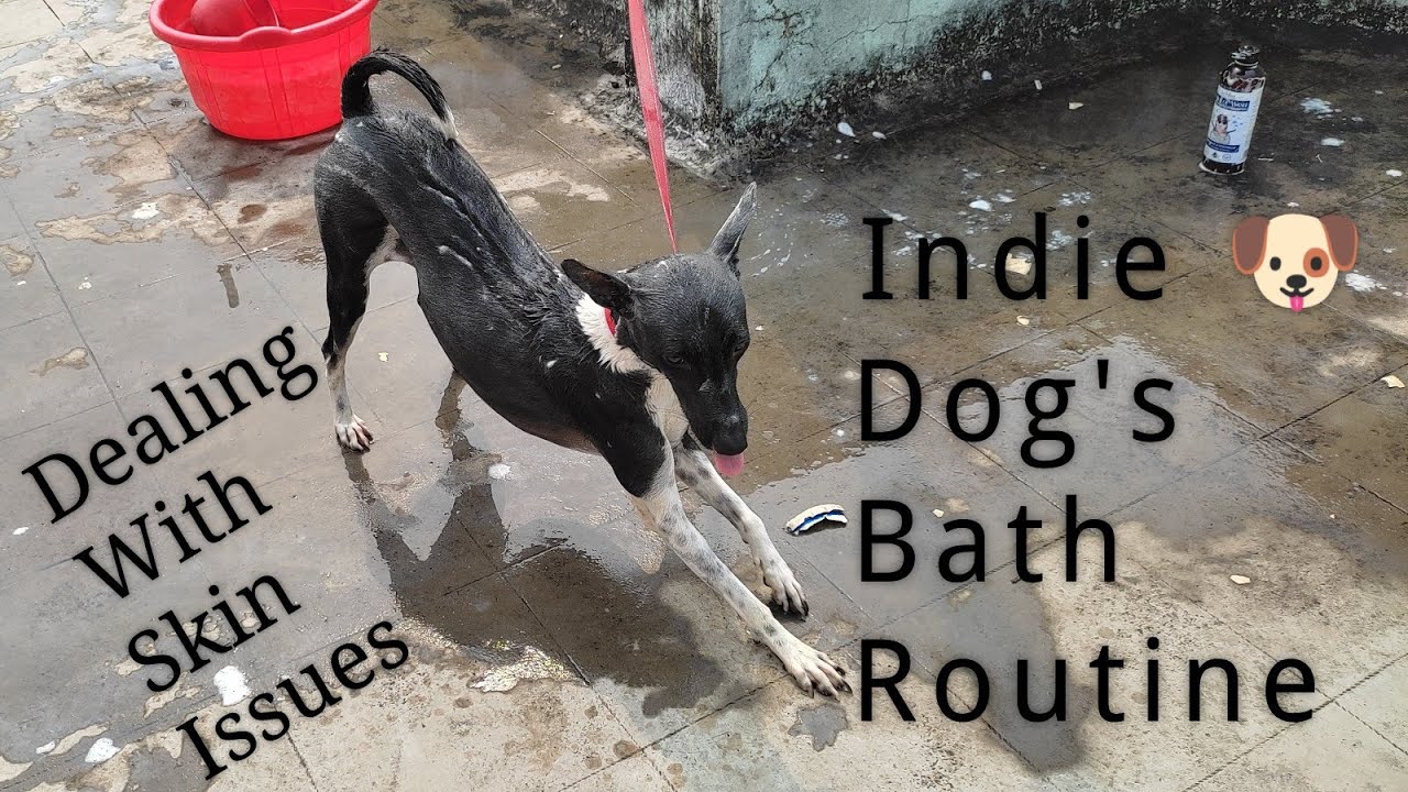 Bath Routine of my Indie🐕 dog Fruity/Dealing with skin issues/Indie Dog🐶 Noor
