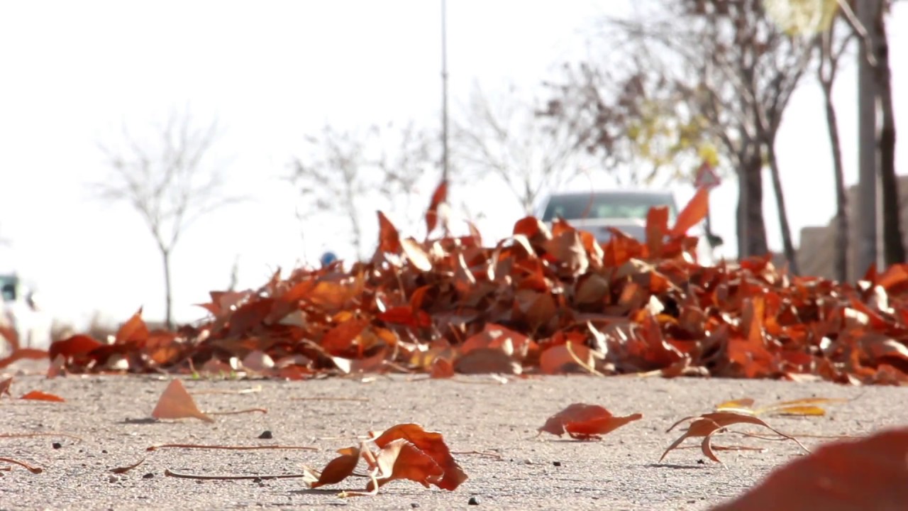 שלכת. עלים. רוח