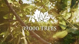Planting 39,000 Trees For 2039