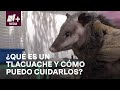 Tlacuaches en ciudad de mxico datos informacin y leyenda de esta especie en peligro de extincin