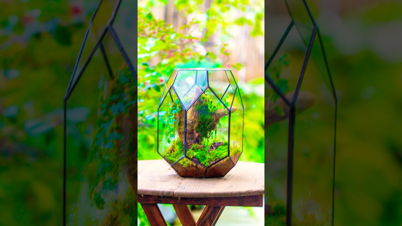 tutorial: build a moss and peacock terrarium 