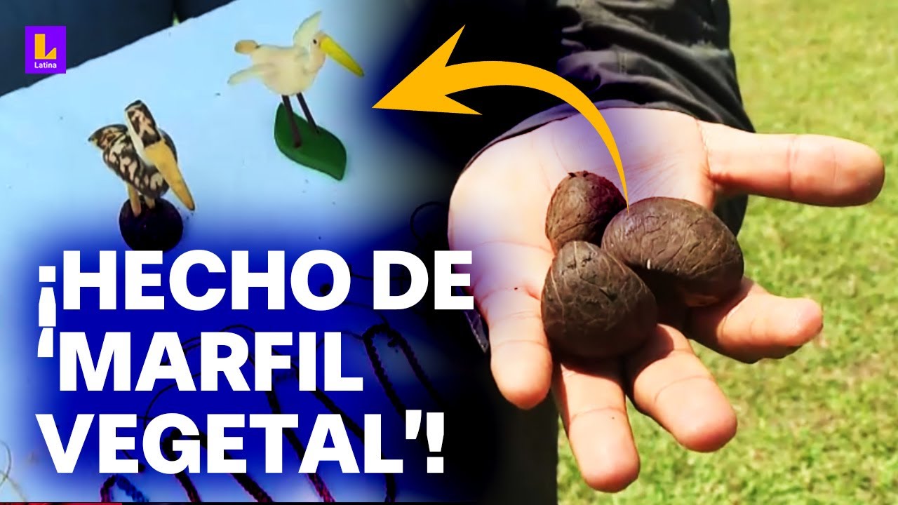 ¡Las mejores artesanías hechas con marfil vegetal en Loreto!