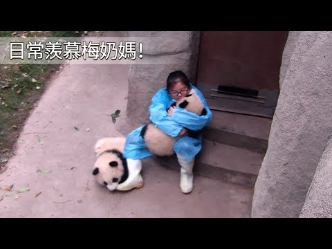 《熊貓早晚安》哦，這是什麼神仙畫面，可以同時被三隻小胖達包圍！ | iPanda