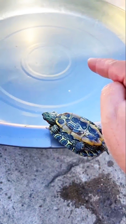 I Thought It Was Candy… But It Moved! 🐢😱🍭 #shorts #shortfeed #funny