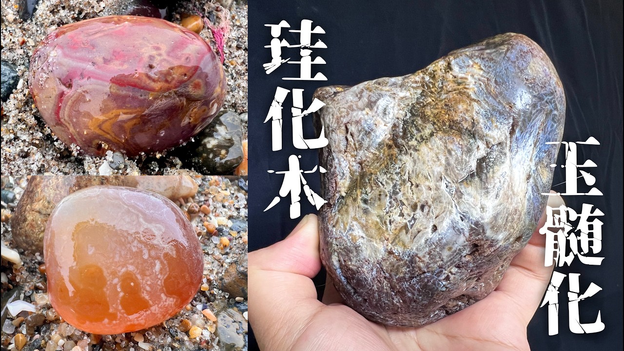 奇跡的に石になった木 A Miracle of Tens of Millions of Years] Wood Turned to Stone and