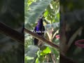 Lindo Colibrí