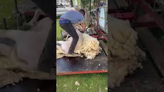 Six Kilos Of Premium Wool, All Natural